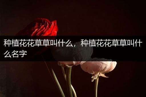 种植花花草草叫什么，种植花花草草叫什么名字