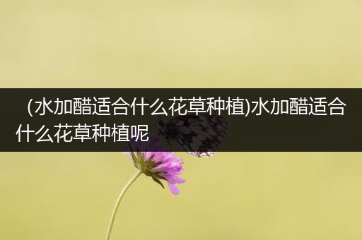 （水加醋适合什么花草种植)水加醋适合什么花草种植呢
