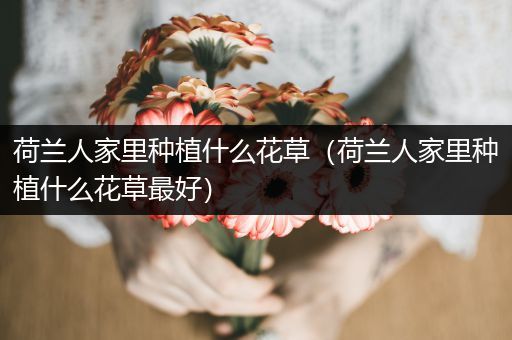 荷兰人家里种植什么花草（荷兰人家里种植什么花草最好）