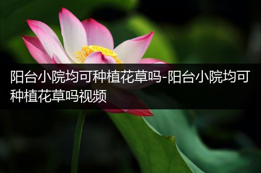 阳台小院均可种植花草吗-阳台小院均可种植花草吗视频