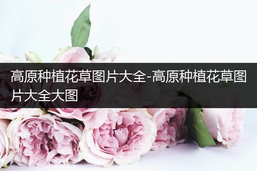 高原种植花草图片大全-高原种植花草图片大全大图