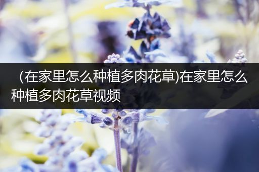 （在家里怎么种植多肉花草)在家里怎么种植多肉花草视频