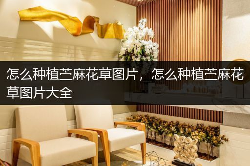 怎么种植苎麻花草图片，怎么种植苎麻花草图片大全