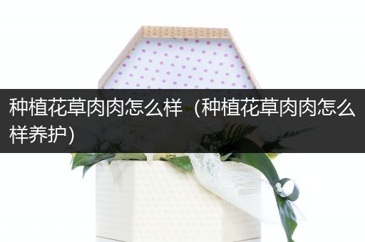 种植花草肉肉怎么样（种植花草肉肉怎么样养护）