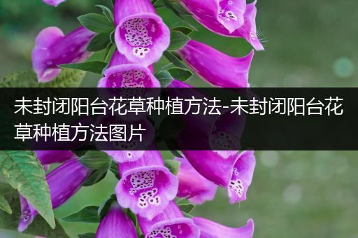 未封闭阳台花草种植方法-未封闭阳台花草种植方法图片