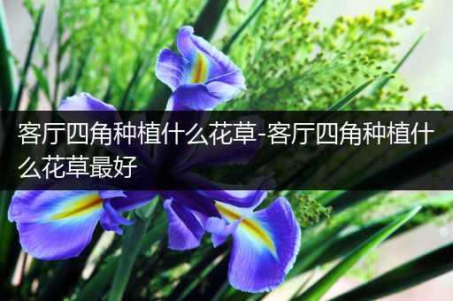 客厅四角种植什么花草-客厅四角种植什么花草最好