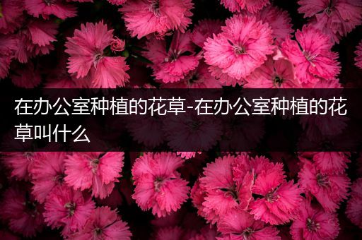 在办公室种植的花草-在办公室种植的花草叫什么