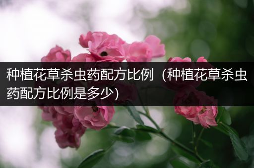 种植花草杀虫药配方比例（种植花草杀虫药配方比例是多少）
