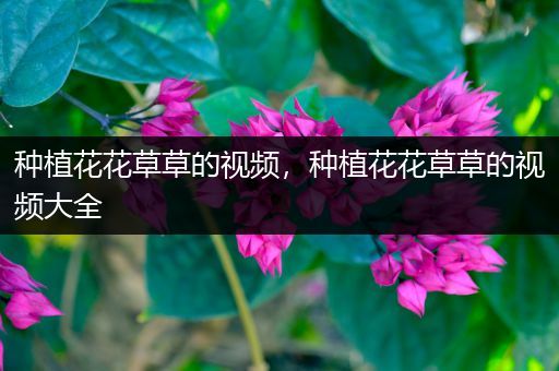 种植花花草草的视频，种植花花草草的视频大全