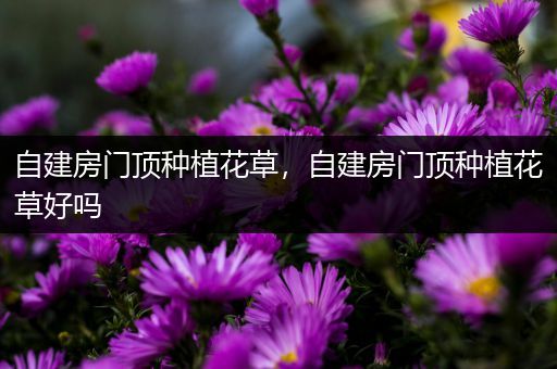 自建房门顶种植花草，自建房门顶种植花草好吗