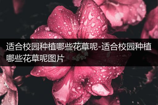 适合校园种植哪些花草呢-适合校园种植哪些花草呢图片