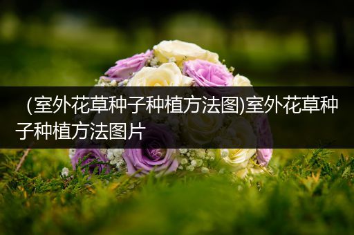 （室外花草种子种植方法图)室外花草种子种植方法图片