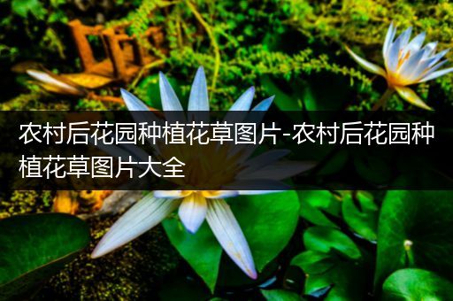 农村后花园种植花草图片-农村后花园种植花草图片大全