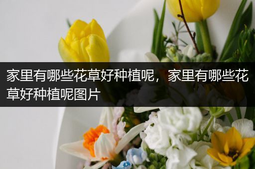 家里有哪些花草好种植呢，家里有哪些花草好种植呢图片