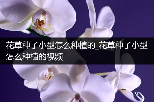 花草种子小型怎么种植的_花草种子小型怎么种植的视频