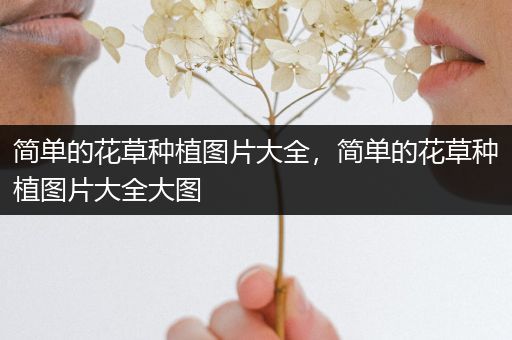 简单的花草种植图片大全，简单的花草种植图片大全大图