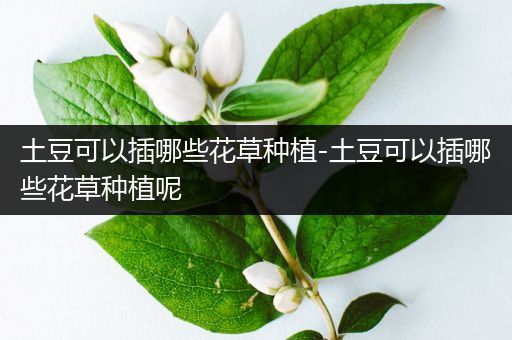 土豆可以插哪些花草种植-土豆可以插哪些花草种植呢