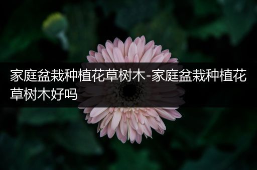 家庭盆栽种植花草树木-家庭盆栽种植花草树木好吗
