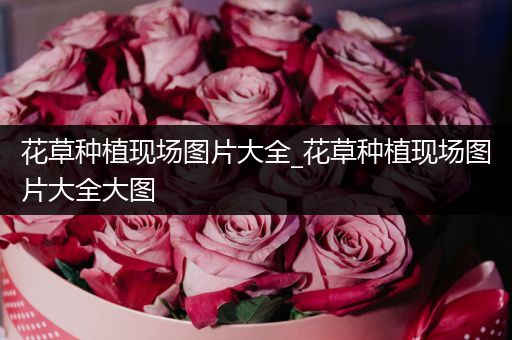 花草种植现场图片大全_花草种植现场图片大全大图