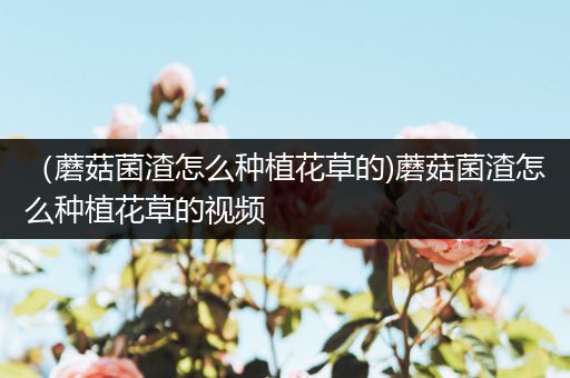 （蘑菇菌渣怎么种植花草的)蘑菇菌渣怎么种植花草的视频