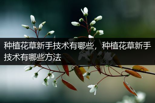 种植花草新手技术有哪些，种植花草新手技术有哪些方法