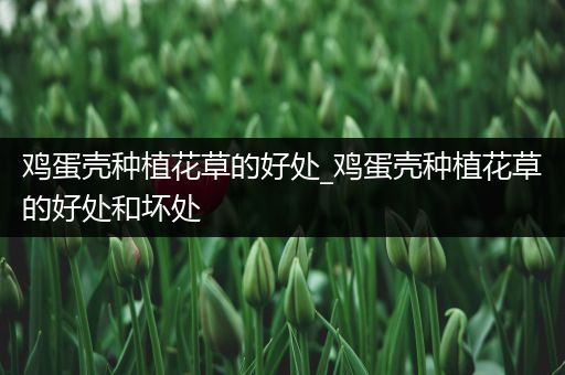 鸡蛋壳种植花草的好处_鸡蛋壳种植花草的好处和坏处