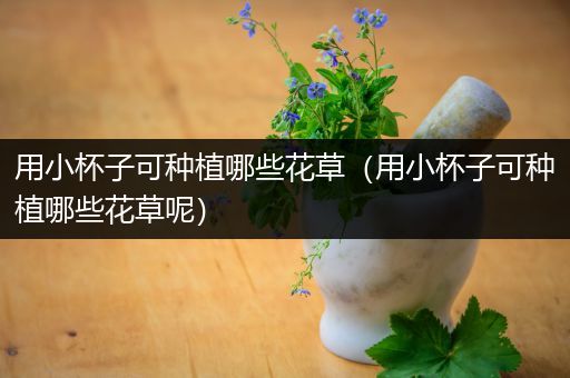 用小杯子可种植哪些花草（用小杯子可种植哪些花草呢）