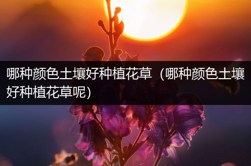 哪种颜色土壤好种植花草（哪种颜色土壤好种植花草呢）