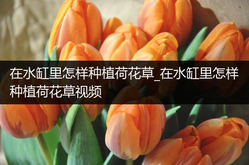 在水缸里怎样种植荷花草_在水缸里怎样种植荷花草视频