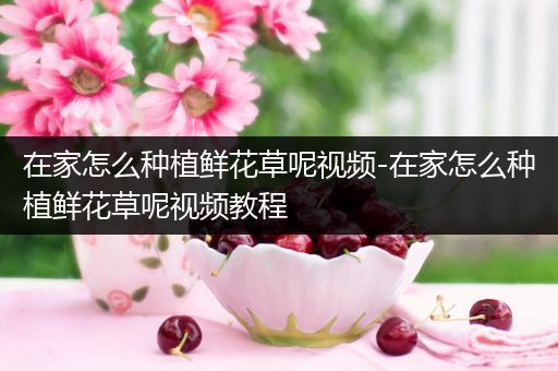在家怎么种植鲜花草呢视频-在家怎么种植鲜花草呢视频教程