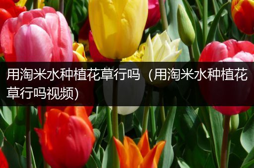 用淘米水种植花草行吗（用淘米水种植花草行吗视频）