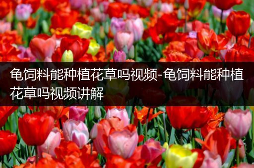 龟饲料能种植花草吗视频-龟饲料能种植花草吗视频讲解
