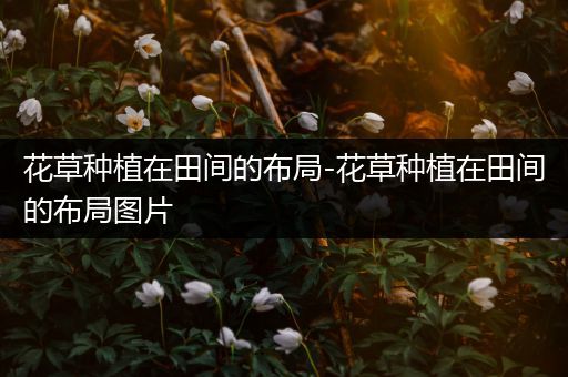 花草种植在田间的布局-花草种植在田间的布局图片
