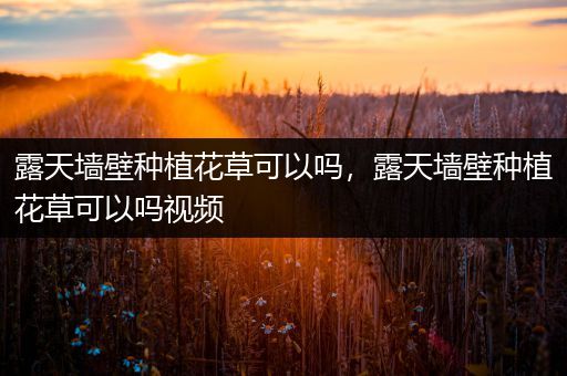 露天墙壁种植花草可以吗，露天墙壁种植花草可以吗视频