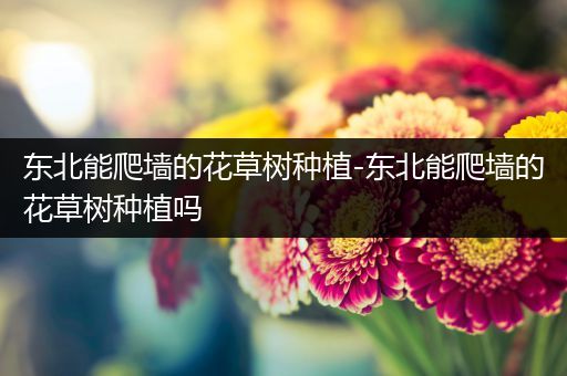 东北能爬墙的花草树种植-东北能爬墙的花草树种植吗