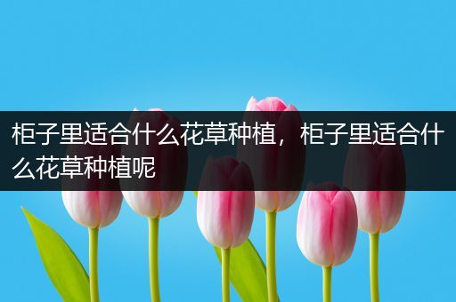 柜子里适合什么花草种植，柜子里适合什么花草种植呢