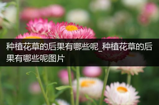 种植花草的后果有哪些呢_种植花草的后果有哪些呢图片