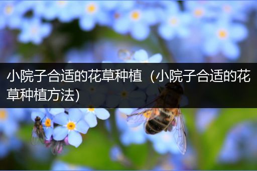小院子合适的花草种植（小院子合适的花草种植方法）
