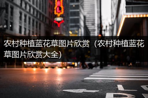 农村种植蓝花草图片欣赏（农村种植蓝花草图片欣赏大全）