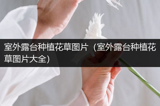 室外露台种植花草图片（室外露台种植花草图片大全）