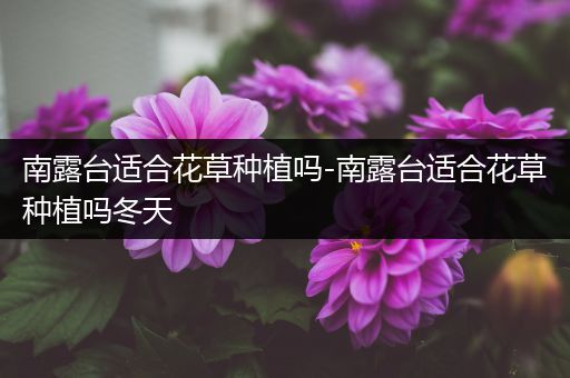 南露台适合花草种植吗-南露台适合花草种植吗冬天