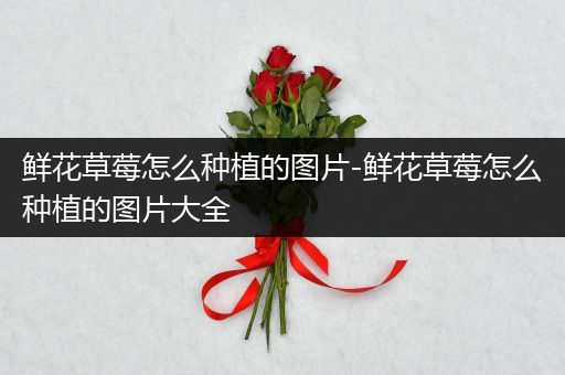 鲜花草莓怎么种植的图片-鲜花草莓怎么种植的图片大全