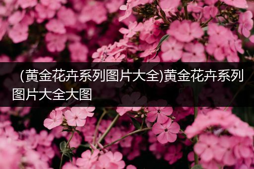 （黄金花卉系列图片大全)黄金花卉系列图片大全大图