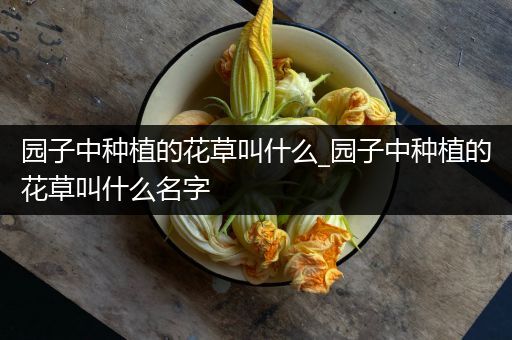 园子中种植的花草叫什么_园子中种植的花草叫什么名字