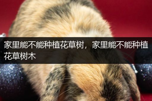 家里能不能种植花草树，家里能不能种植花草树木
