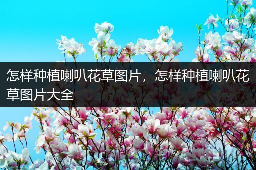 怎样种植喇叭花草图片，怎样种植喇叭花草图片大全
