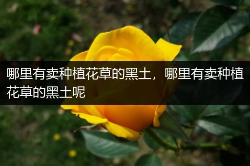 哪里有卖种植花草的黑土，哪里有卖种植花草的黑土呢