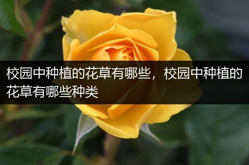 校园中种植的花草有哪些，校园中种植的花草有哪些种类