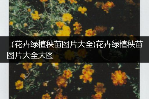 （花卉绿植秧苗图片大全)花卉绿植秧苗图片大全大图