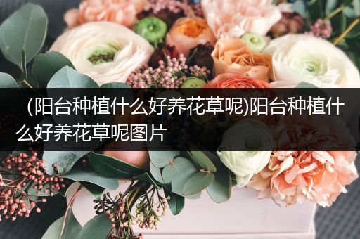 （阳台种植什么好养花草呢)阳台种植什么好养花草呢图片
